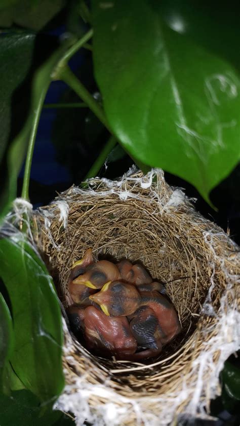 綠繡眼來家裡築巢|野鳥庭前築巢 預示居家風水好兆頭 ＊ 阿波羅新聞網